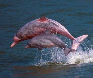 Dreary Dolphin News - Gansbaai Daily News